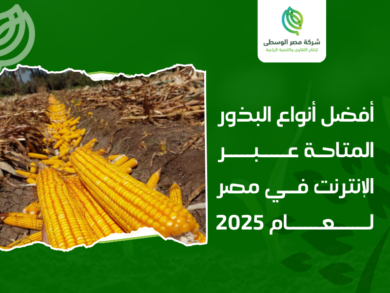 شراء بذور أون لاين مصر