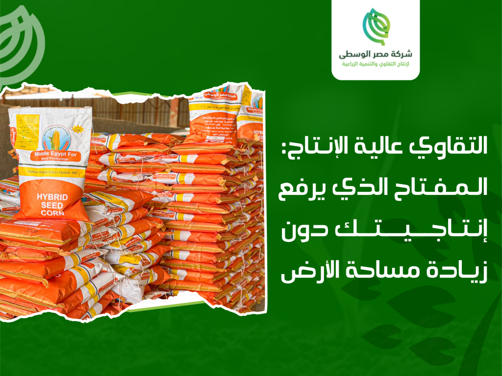 تقاوي عالية الإنتاج