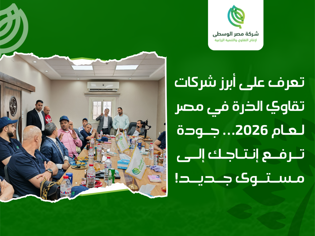 تقاوي الذرة