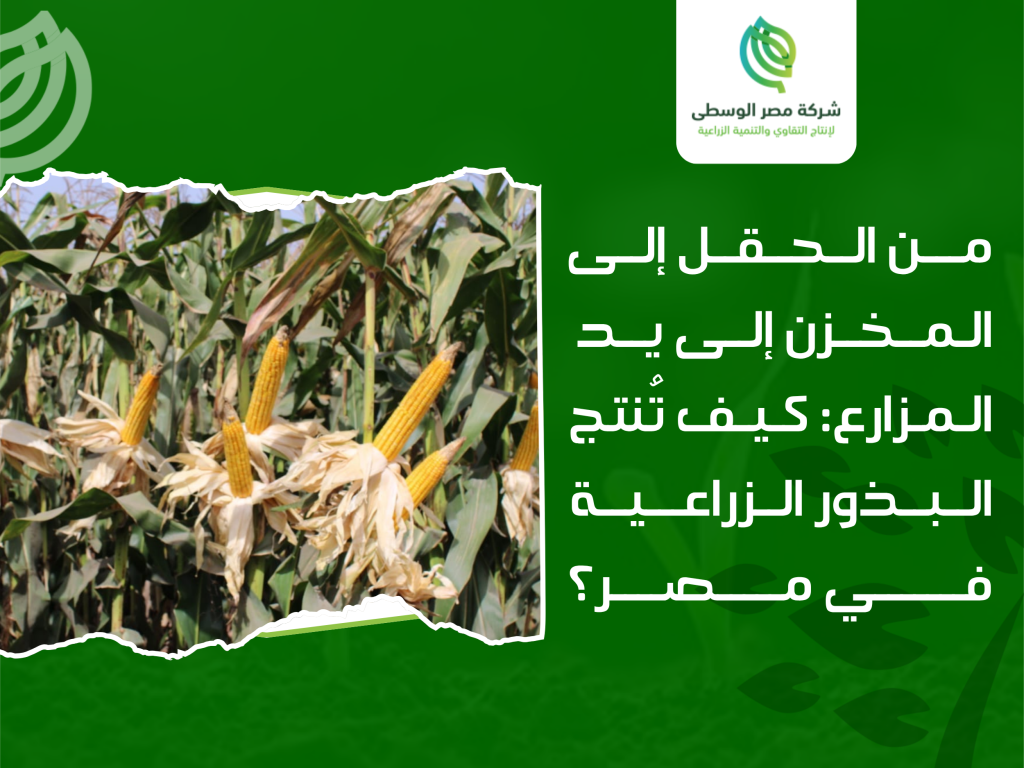 إنتاج البذور