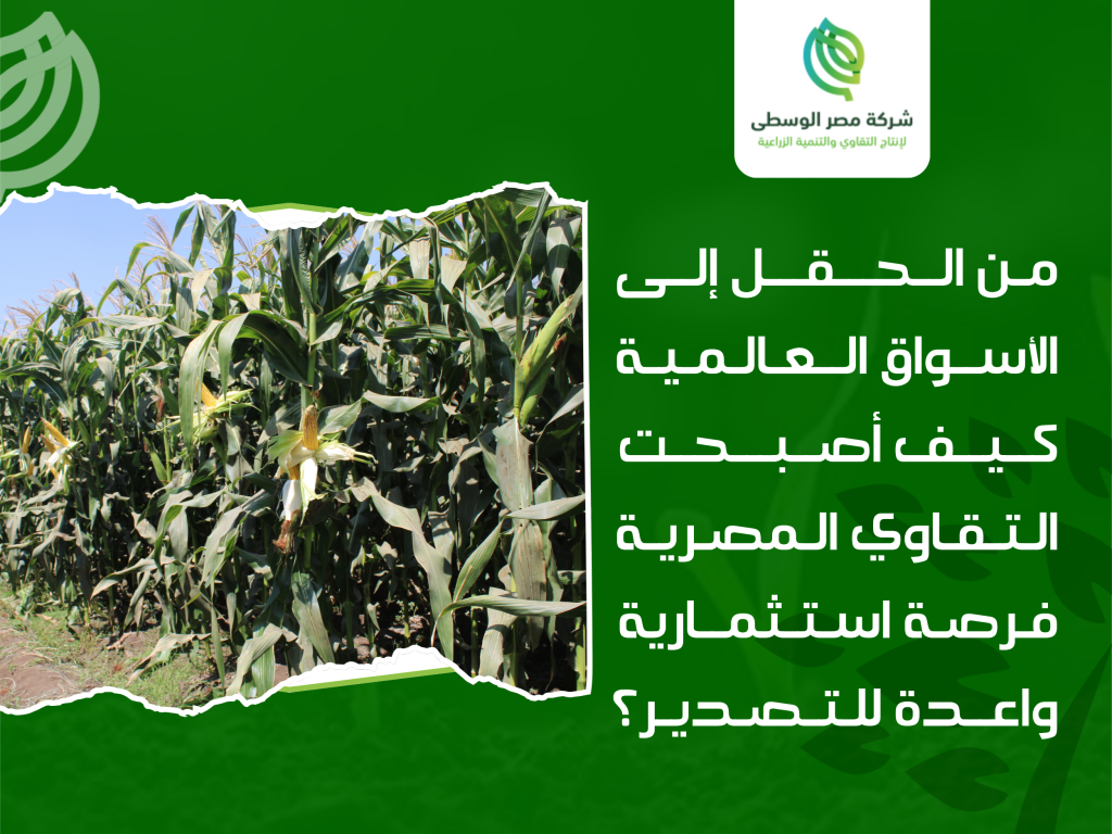 تصدير التقاوي
