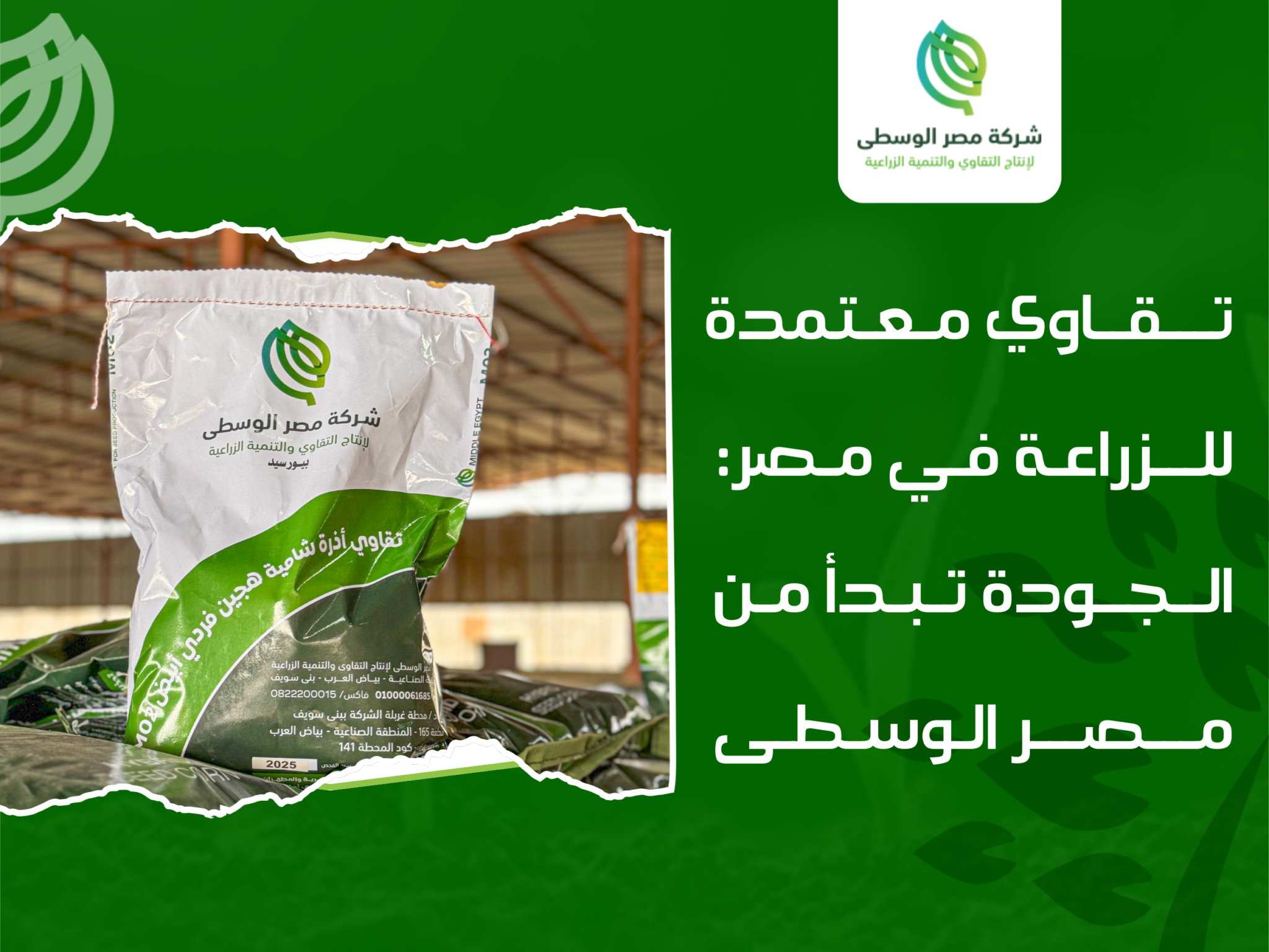 تقاوي معتمدة للزراعة في مصر