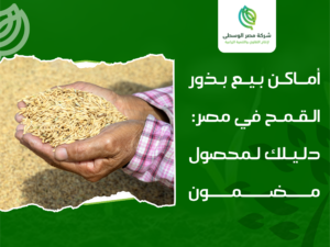 أماكن بيع بذور القمح في مصر