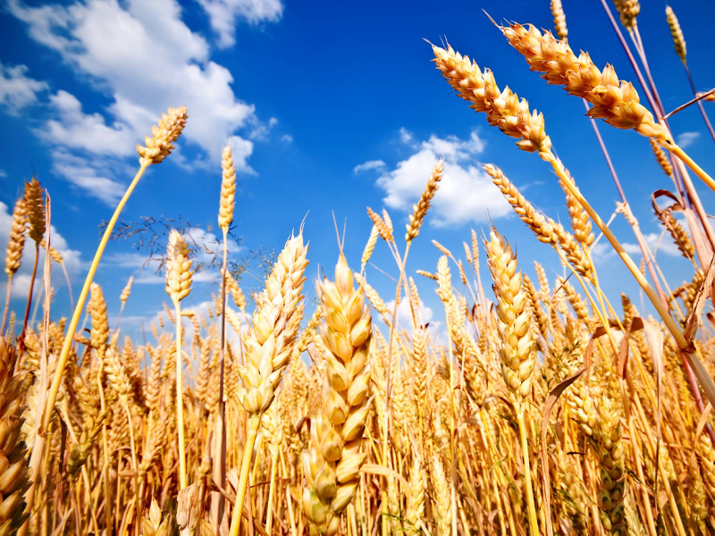 اصناف القمح