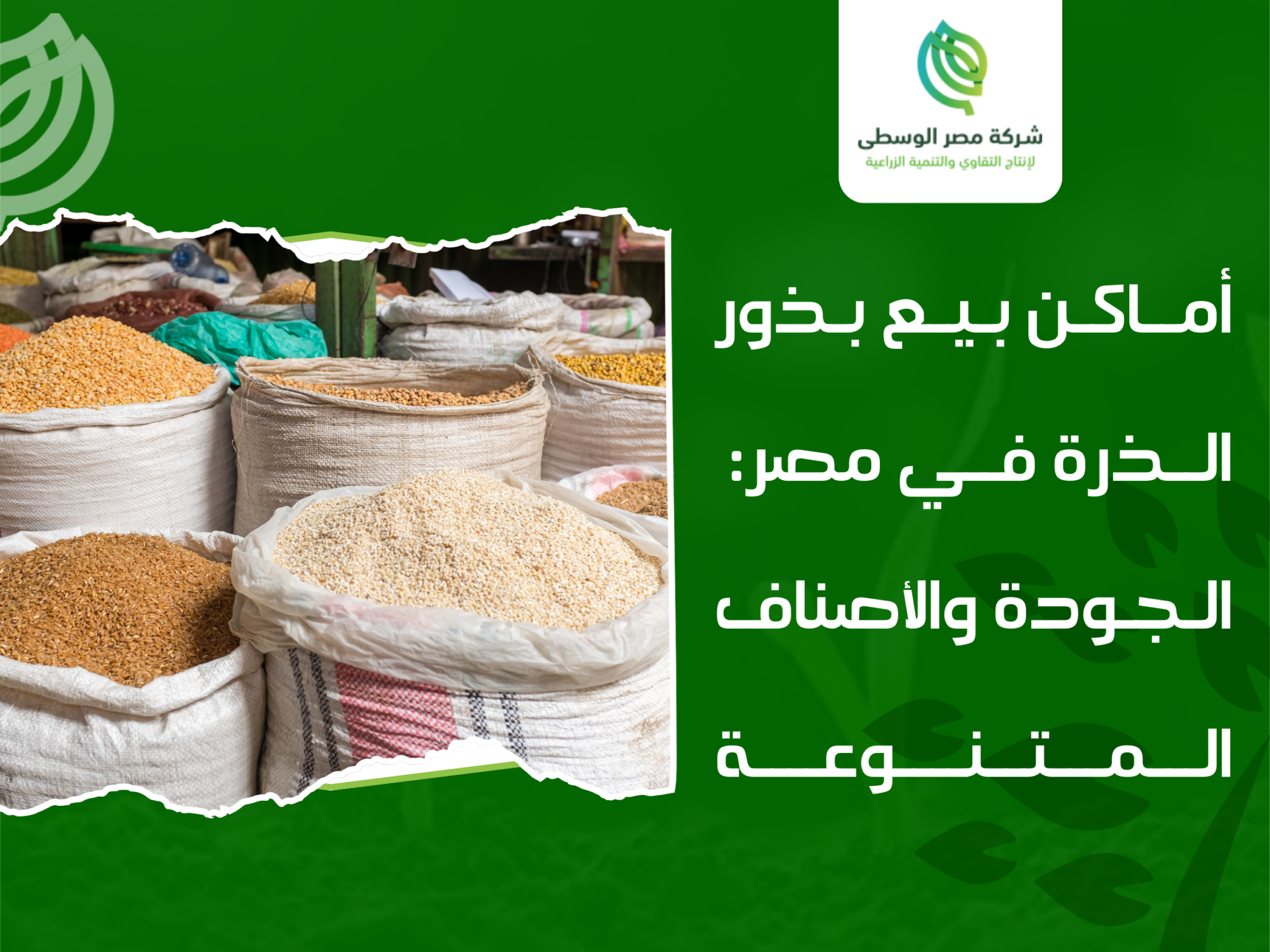 أماكن بيع بذور الذرة في مصر