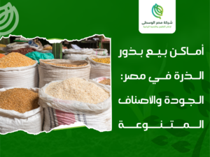 أماكن بيع بذور الذرة في مصر