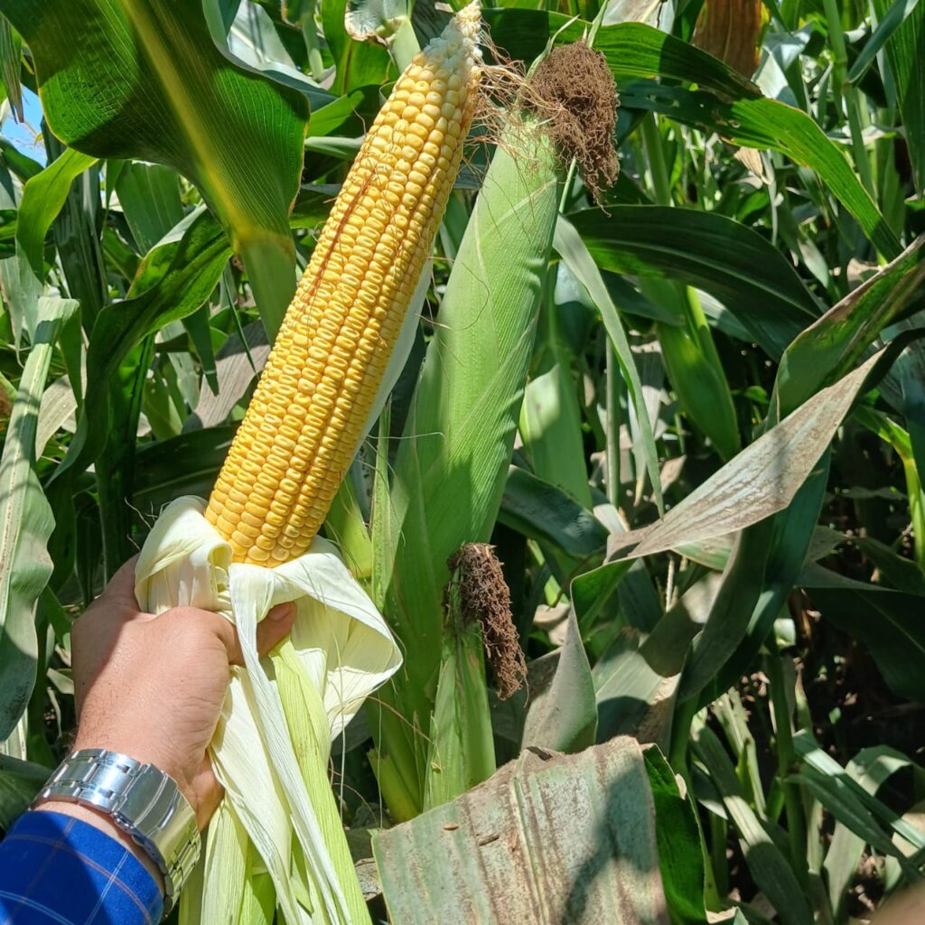 إرشادات الذرة