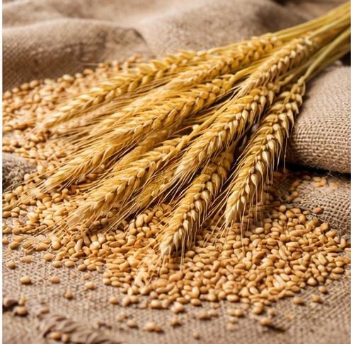 اصناف القمح